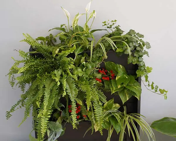 jardin vertical eco-friendly