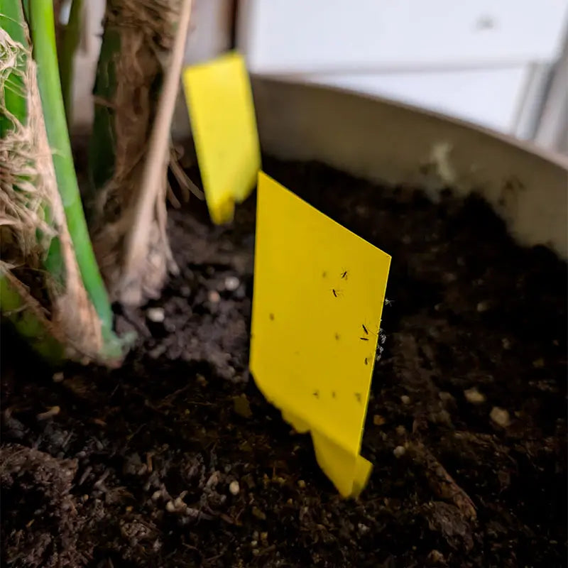 Mosquitos de los hongos y de las plantas