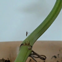 ejemplar de una mosca del sustrato en una planta