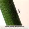 Nematodi contro i moscerini del substrato + 10 trappole cromatiche gialle