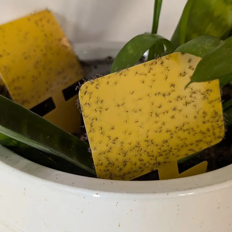 trampas mosca del sustrato