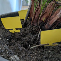 trampas moscas interior